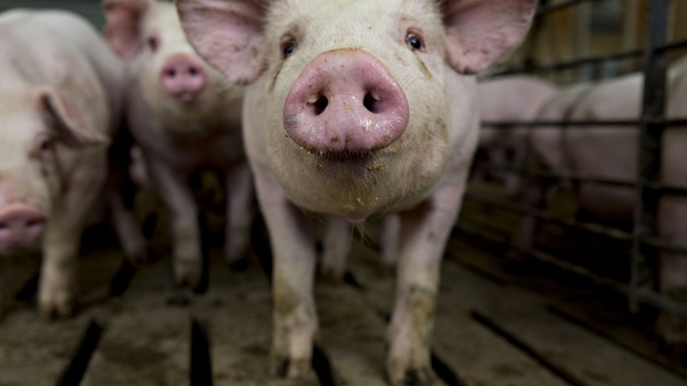 A three-month-old pig stands in a pen at a farm in Iowa. Pork is among the U.S. farm products China is targeting. Click here for more on how a U.S.-China trade war could play out and here for an analysis of ad spending in the fight for U.S. House control. Photographer: Daniel Acker/Bloomberg