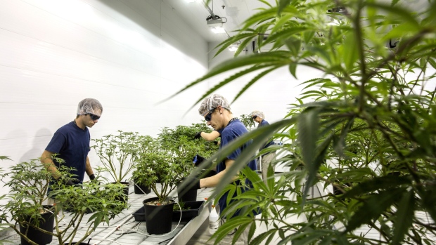 Employees work in the Mother Room at the Canopy Growth Corp. facility in Smith Falls, Canada, on Dec. 19, 2017. 