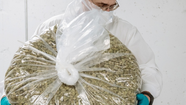 A worker holds a bag of marijuana buds at a cannabis production facility in Fenwick, Ontario, Canada. 
