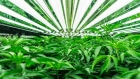 Mjardin marijuana plants