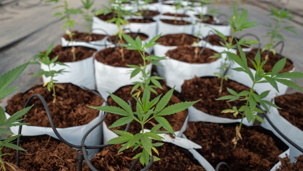 Cannabis plants grow at the Khiron Life Sciences Corp. greenhouse in the town of Doima, Tolima department, Colombia, on Thursday, Jan. 24, 2019. Former Mexican president turned drug-legalization activist, Vicente Fox, sees a paradigm shift in Latin America as governments authorize marijuana use, embracing a drug that was once shunned. Now, as markets open in a region of more than 640 million people, Fox wants the Canadian company Khiron Life Sciences Corp. he represents to supply the weed. 