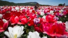 A field of tulips at the Abbotsford Tulip Festival in Abbotsford, B.C., on Sunday April 17, 2016.