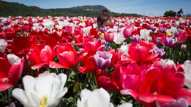 A field of tulips at the Abbotsford Tulip Festival in Abbotsford, B.C., on Sunday April 17, 2016.
