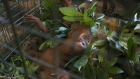 GETTY - Seized baby orangutan