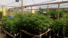 Potted cannabis plants sit on tables at a farm in Kingston, Jamaica, on Thursday, Dec. 13, 2018. Canadian cannabis producer Aphria Inc. says that a Jamaica marijuana farm is now part of its growing portfolio of international assets, though U.S. short sellers say the company overpaid for "worthless" operations. 