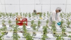A worker places predatory mite sachets on cannabis plants at a WeedMD Inc. growing facility in Strathroy, Ontario, Canada, on Wednesday, July 17, 2019. WeedMD is one of 13 Canadian pot companies that have been granted outdoor cultivation licenses in an industry that predominantly grows in greenhouses or warehouses. Photographer: Cole Burston/Bloomberg