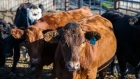 Beef cattle stand in a feed lot at the University of Saskatchewan's Livestock and Forage Centre of Excellence field laboratory in Saskatoon, Saskatchewan, Canada, on Wednesday, Sept. 18, 2019. Beef exports may rise to 630,000 tons from 570,000 in 2019, amid restrictions by China the USDA's Foreign Agricultural Service said in a report. 