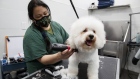 A groomer gives a haircut to a dog in Toronto