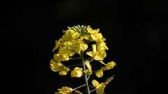 A canola plant grows in a field at a farm near Gunnedah, New South Wales, Australia, on Sunday, Aug. 23, 2020. Another paltry rapeseed harvest in Europe is tightening global supplies even as crops swell abroad. Australia's crop has benefited from autumn rains and its supply will be needed due to EU crop restrictions, according to Cheryl Kalisch Gordon, senior grains and oilseeds analyst at Rabobank.