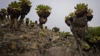 <p>Giant Lobelia plants grow around rock formations on Mount Kenya in Mount Kenya National Park.</p>