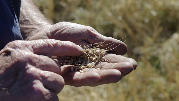 A farmer holds harvested wheat in the palm of his hand for a photograph at a farm near Drysdale, Australia, on Wednesday, Feb. 15, 2017. Wheat shipments from Australia may decline about 8 percent as production drops from the record reached in 2016-17, according to the country's agricultural commodities forecaster. Photographer: Carla Gottgens/Bloomberg