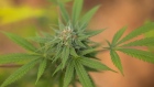 A flowering cannabis plant grows at the Brazilian Cannabis Phytotherapy Club in Maripora, Sao Paulo state, Brazil, on Thursday, Aug. 31, 2023. The club is one of the few in the country to receive authorization from the Brazilian Health Regulatory Agency (ANVISA) to produce cannabis, this as a top Brazilian appeals court debates nationally legalizing the plant's cultivation. Photographer: Victor Moriyama/Bloomberg