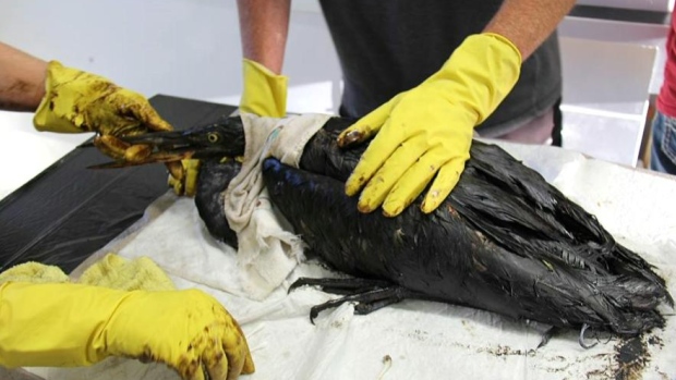 A bird soaked in oil presumed to have spilled from a Husky pipeline last week
