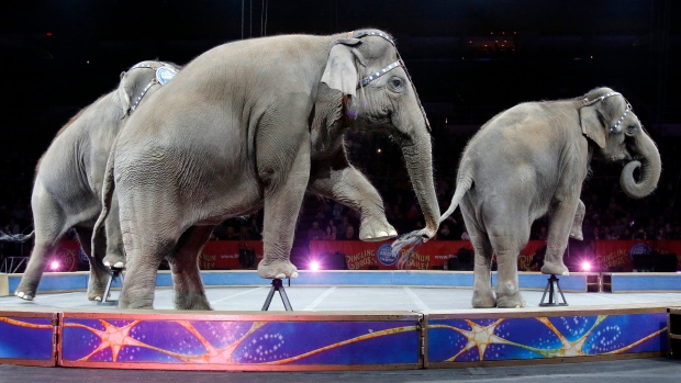 Asian elephants perform for the final time in the Ringling Bros. and Barnum & Bailey Circus.