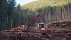 A section of forest is harvested by loggers near Youbou, B.C. 