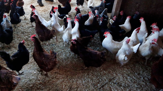 Heather Retberg feeds chickens at the Quill's End Farm in Penobscot, Maine
