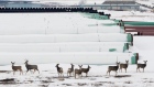 Deer gather at a depot used to store pipes for Transcanada Corp's planned Keystone XL oil pipeline