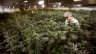 FILE PHOTO: Master Grower Douglas waters marijuana plants in a growing room at Tweed Marijuana Inc in Smith's Falls