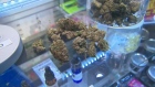 Cannabis at a dispensary