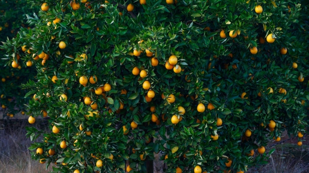 A citrus farm in South Africa. Photographer: Phill Magakoe/Getty Images