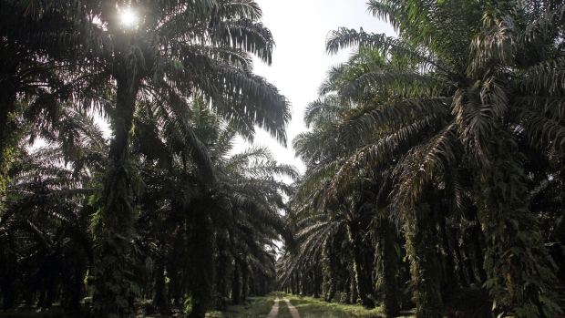 Light shines through rows of palm oil fruit trees in Indonesia. Photographer: Dimas Ardian/Bloomberg