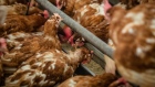 Chickens feed inside a barn on a farm. Photographer: Angel Garcia/Bloomberg