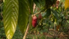 Cocoa fruit at a farm.