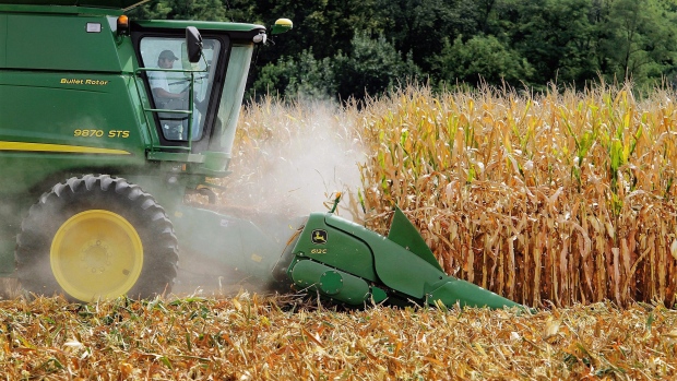 A farmer uses a combine to harvest corn