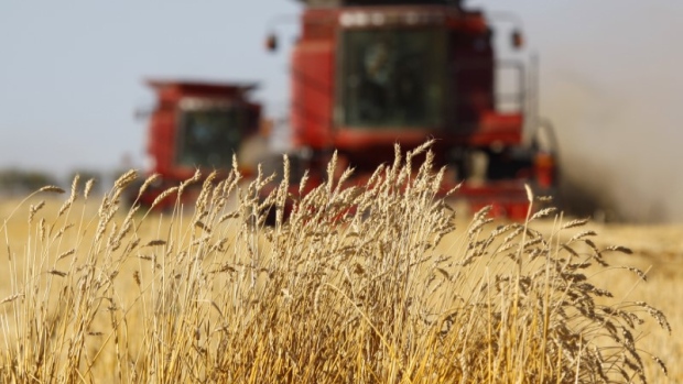 The last stands of wheat remain before being harvested by the Sawyer family near Acme, Alberta.
