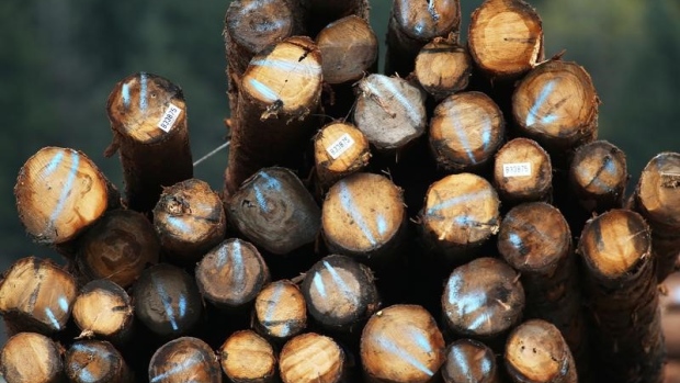 Softwood lumber: A pile of logs is pictured in Squamish, British Columbia, Canada