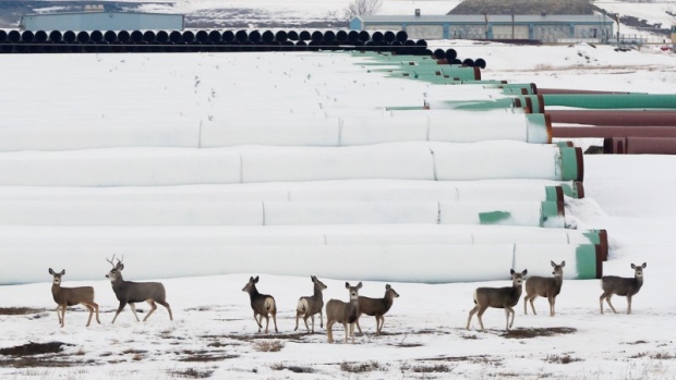 Deer gather at a depot used to store pipes for Transcanada Corp's planned Keystone XL oil pipeline