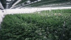 Tweed marijuana growth greenhouse Canopy Growth