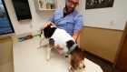 marijuana cannabis pot weed CBD animals pets dog veterinary clinic