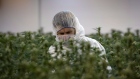 Flowering marijuana plants are inspected by an employee at Tweed (now Canopy Growth) in Smiths Falls